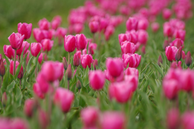 “Tulipani in piazza”: sabato 23 e domenica 24  il centro di Treviglio si riempirà di colori e profumi