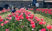 175 mila tulipani al Castello di Malpaga pronti a essere raccolti dal 23 marzo al 25 aprile
