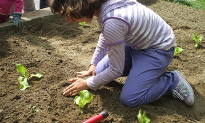 Orti di Lombardia, la Regione punta sul green