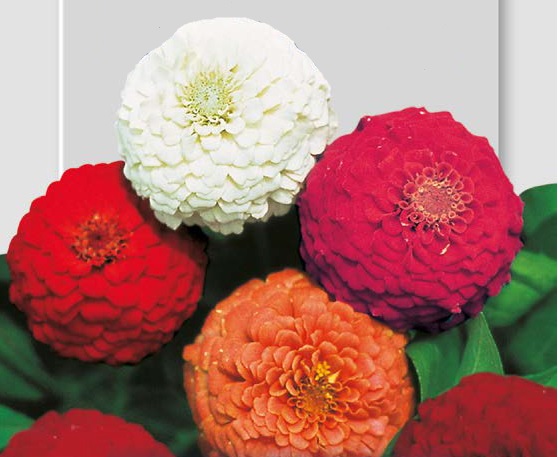 Da venerdì 19 aprile, in regalo col PrimaBergamo, coloratissime zinnie nane pompon