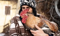 Il sogno del loverese Giovanni Merla: «Aiutatemi a riaprire il Rifugio Squilibrio per salvare gli animali»