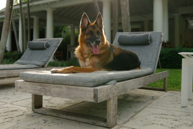 Il pastore tedesco Günther VI di Arzago, cane più ricco del mondo, adotterà la cagnolina Cindy