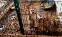 Scoperto allevamento abusivo di bassotti a Bariano: multa e sequestro degli animali