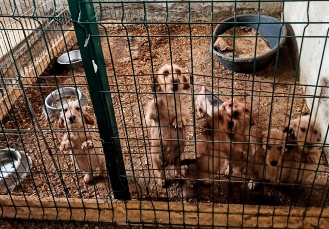 Scoperto allevamento abusivo di bassotti a Bariano: multa e sequestro degli animali