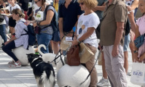 Passeggiata per il centro con i propri cani: torna a Bergamo la "Corri Dog"