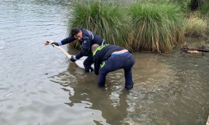 Cigno impigliato in una lenza a Trezzo, intervengono polizia locale e Protezione Civile