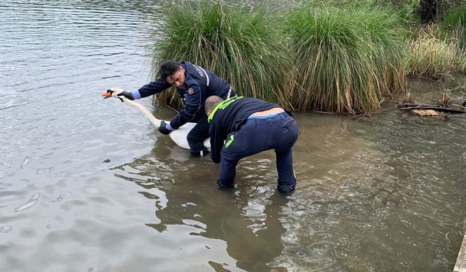 Cigno impigliato in una lenza a Trezzo, intervengono polizia locale e Protezione Civile