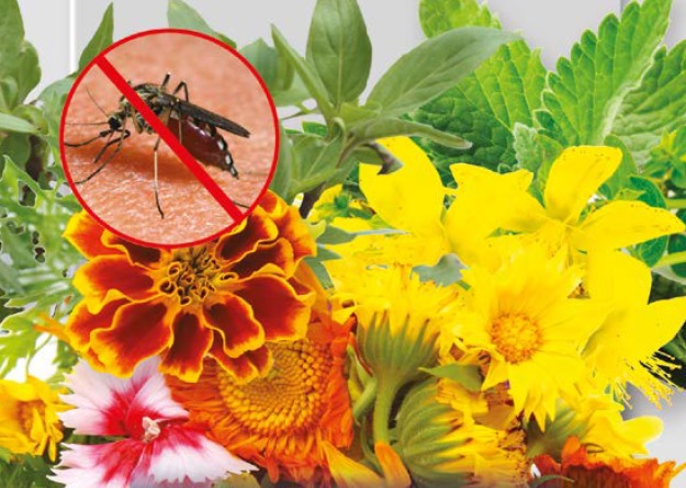 Da venerdì 3 maggio, in regalo col PrimaBergamo, i fiori antizanzare