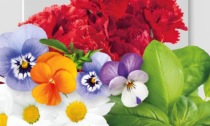 Da venerdì 12 aprile, in regalo col PrimaBergamo, bellissimi fiori... da mangiare