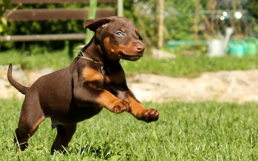 Investì la cagnolina di una coppia a Foppolo: condannato a 8 mesi un 77enne