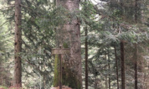 L'albero monumentale più alto della Lombardia è a Roncobello: l'elenco completo di quelli in Bergamasca