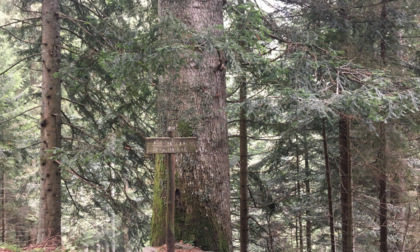 L'albero monumentale più alto della Lombardia è a Roncobello: l'elenco completo di quelli in Bergamasca