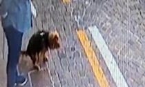 Il cane sporca per strada a Treviolo, sotto le telecamere: multa da 250 euro alla padrona