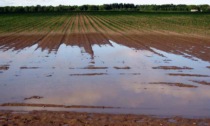 Gli effetti negativi della troppa pioggia: «Campi allagati e semine marcite. È tutto da rifare»