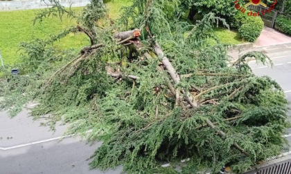 Albero cade in via dello Statuto, nessun ferito. L'area è stata liberata dai Vigili del Fuoco