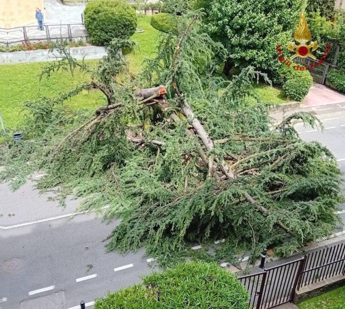 Albero cade in via dello Statuto, nessun ferito. L’area è stata liberata dai Vigili del Fuoco