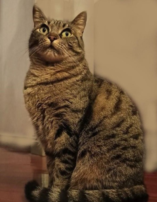 L’accorato appello da Borgo di Terzo: «Aiutateci a ritrovare la nostra gatta Frida!»