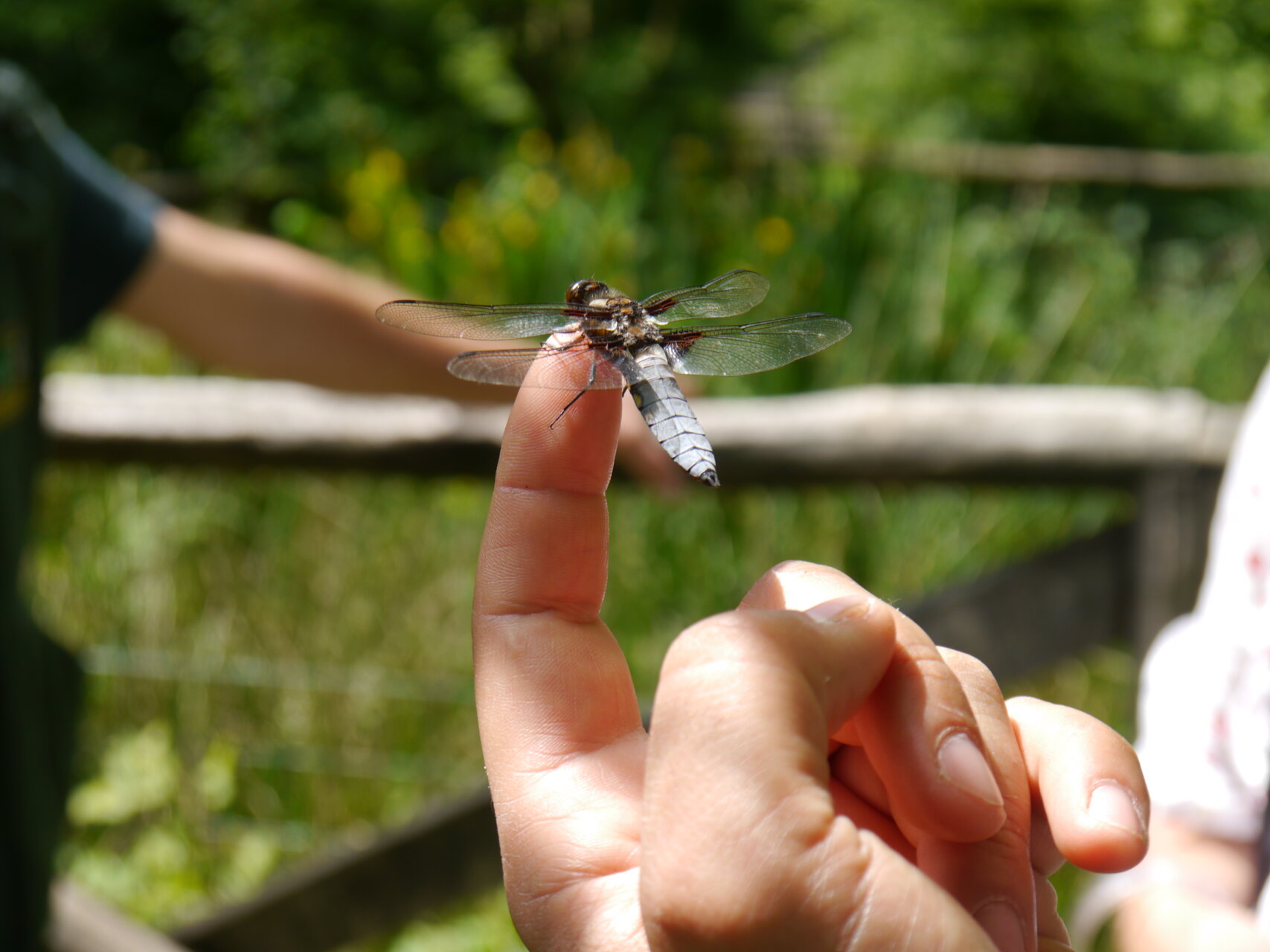 Libellula panciapiatta