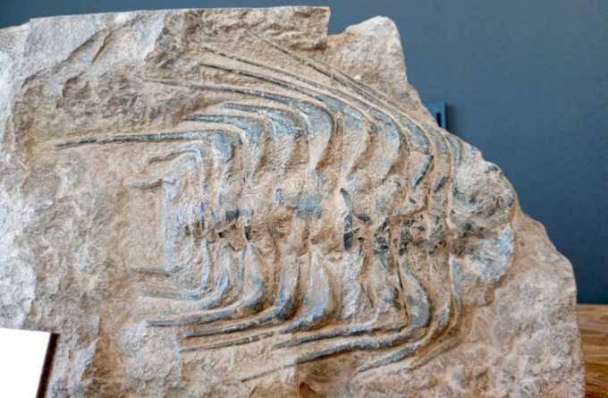 Paleobusiness, a Ponte San Pietro il primo negozio italiano di minerali e fossili dal mondo