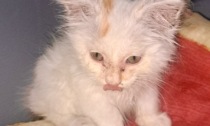 Storia di Cenerella, la gattina salvata dalla volontaria Ombretta in quel di Grassobbio
