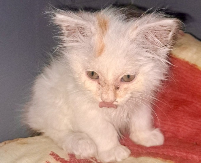 Storia di Cenerella, la gattina salvata dalla volontaria Ombretta in quel di Grassobbio