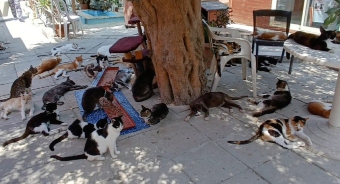 Il problema degli accumulatori di animali in Bergamasca: convegno di Legambiente a Verdello