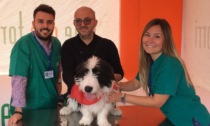 A "Le Due Torri" di Stezzano il microchip e la registrazione dei cani sono... gratis