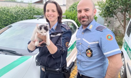 Gattino nel motore di un'auto salvato dalla Locale di Treviolo, che lancia un appello