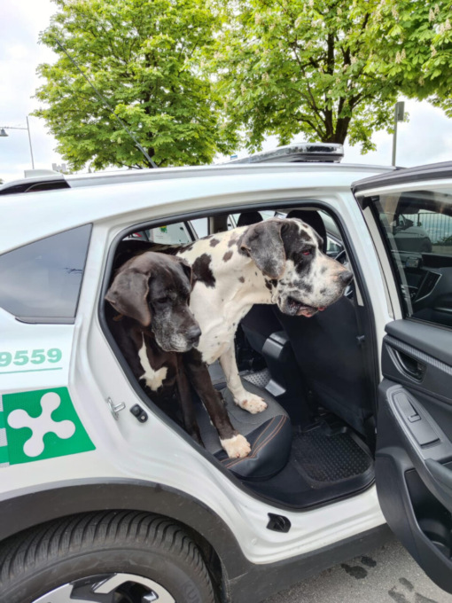 L’ufficio oggetti smarriti della polizia locale restituisce due alani persi in Città Alta