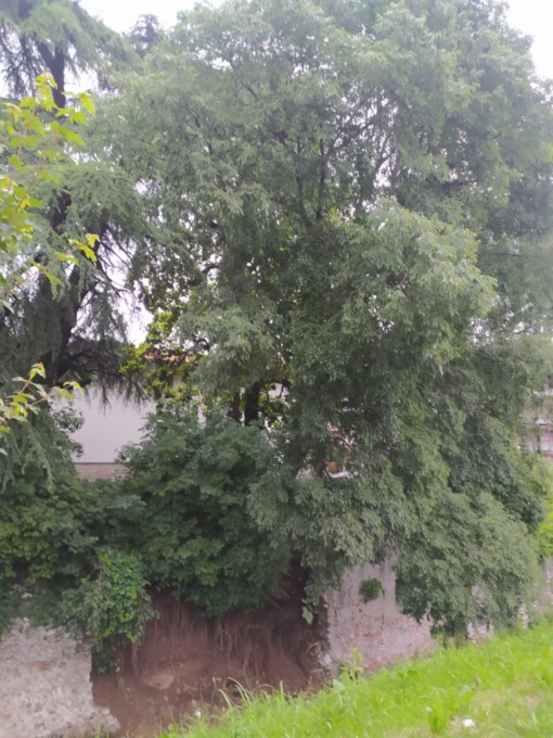 Cede albero a Martinengo sul vallo colleonesco: intervengono i Vigili del fuoco