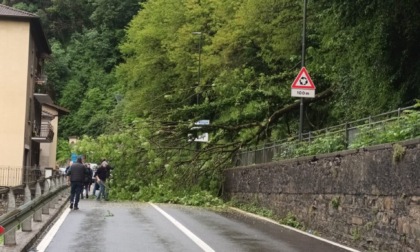 San Giovanni Bianco, albero cade sulla carreggiata: traffico bloccato in Val Brembana