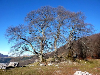 Il ramo spezzato dalla neve di uno dei Tre Faggi di Fuipiano diventerà una panchina naturale