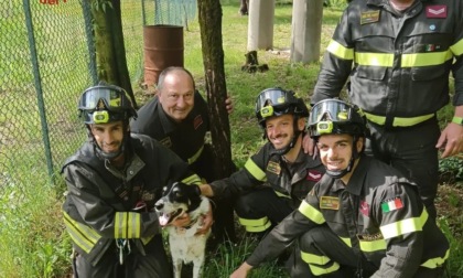 Cane finisce nel dirupo a Ponte San Pietro: salvato dai vigili del fuoco