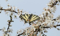 In Maresana c'è il Bioblitz, per diventare naturalisti per un giorno