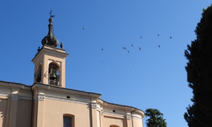 In città per osservare i bellissimi rondoni, durante la loro giornata mondiale