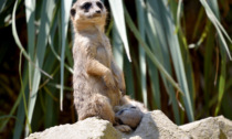Giornata mondiale dei suricati, al Parco Le Cornelle nati quattro nuovi cuccioli