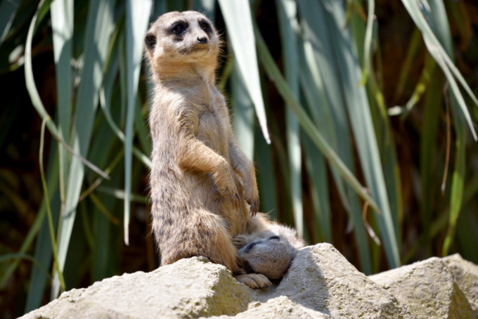 Giornata mondiale dei suricati, al Parco Le Cornelle nati quattro nuovi cuccioli