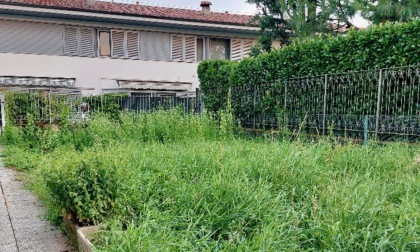 Via della Concordia a Dalmine, i residenti: «Erba alta oltre un metro, piena d'insetti e topi»