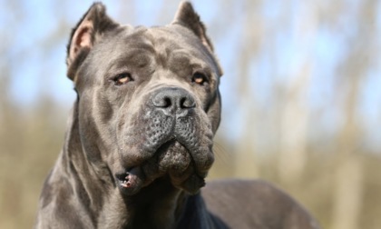 Azzannata alla guancia da un cane corso, bambina di 6 anni trasportata d’urgenza al Papa Giovanni