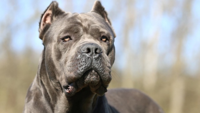 Azzannata alla guancia da un cane corso, bambina di 6 anni trasportata d’urgenza al Papa Giovanni