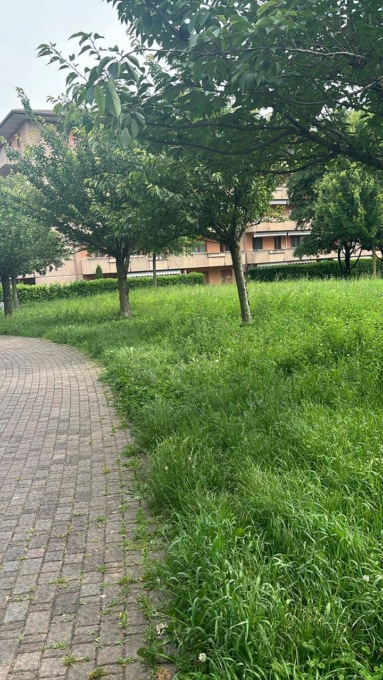 Erba alta a Curno: «Assegnato l’incarico per i tagli, sulla Villa d’Almé-Dalmine stallo tra Provincia e Anas»