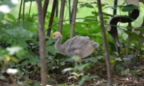 Nati tanti pulcini di cicogne e gru rare al Parco delle Cornelle: sui social il contest per il nome