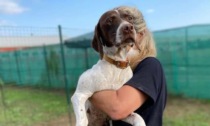 Raccolta fondi per "Al bosco dei bracchi di Piera" di Treviglio, che ha trovato casa a 900 cani