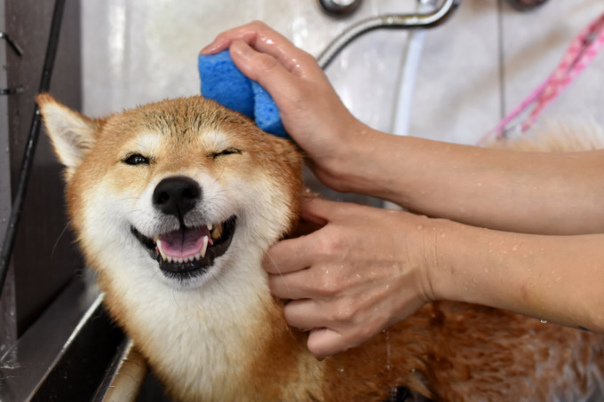 Quando portare il cane in toelettatura e quante volte