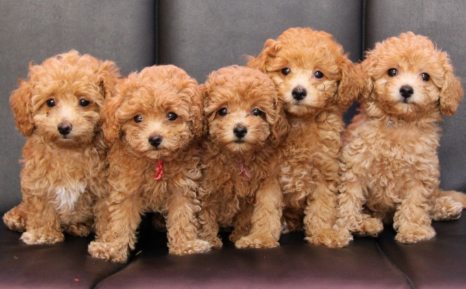 Quanto dura un cane barboncino: presso gli allevamenti professionali la selezione migliora lo standard di razza