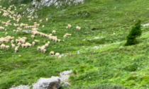Agnelli predati dai lupi a Rusio, il video in cui il pastore risponde alle critiche social
