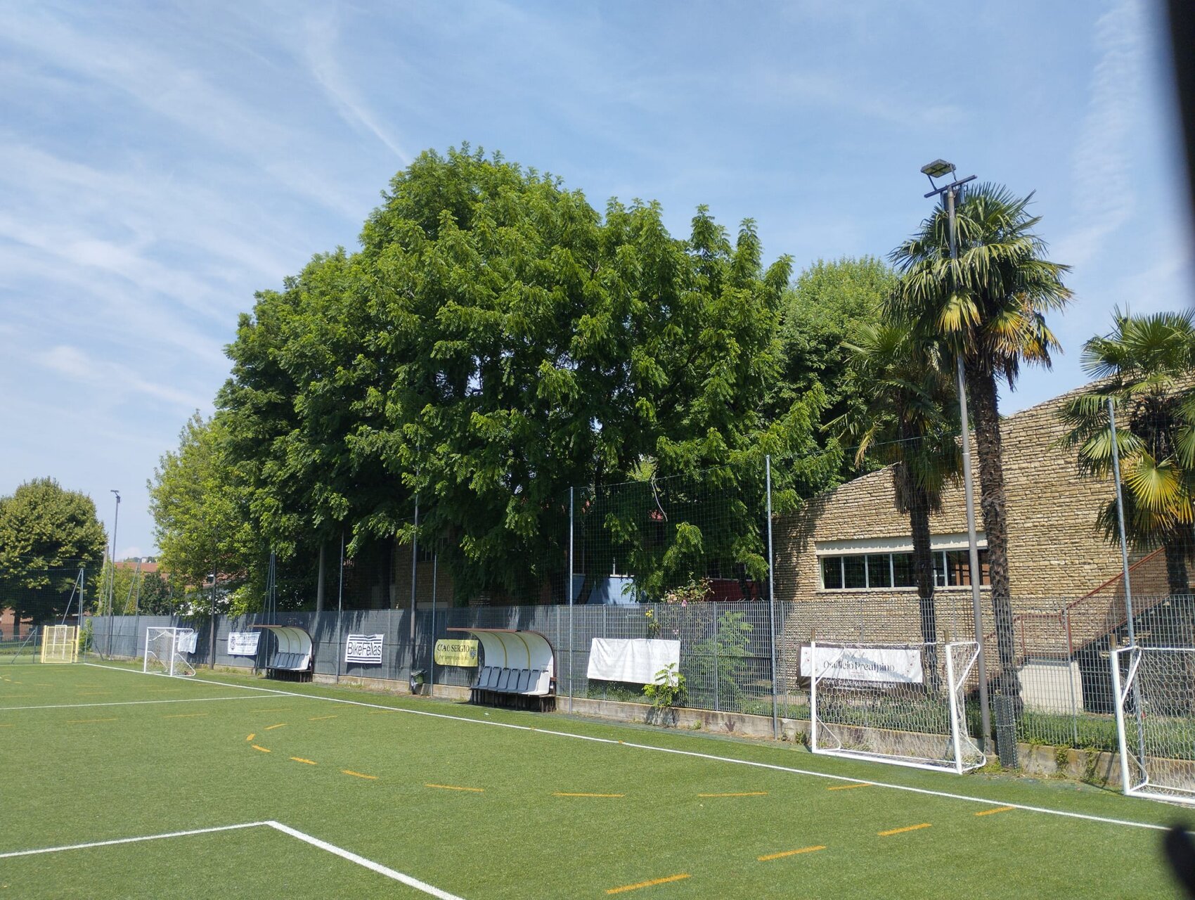 alberi scuola scuri