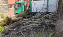 Bloccato il taglio degli alberi alla scuola Scuri: è intervenuta anche l'assessora Ruzzini