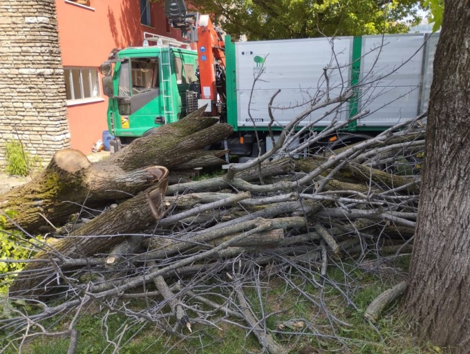 Bloccato il taglio degli alberi alla scuola Scuri: è intervenuta anche l’assessora Ruzzini