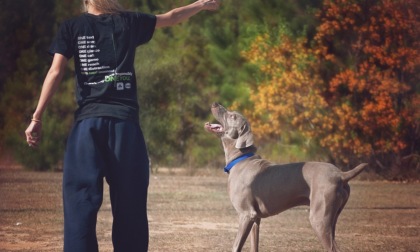 Come comportarsi quando si lascia il cane in pensione: valuta una struttura di tipo professionale